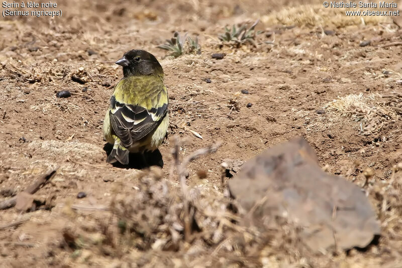 Serin à tête noireadulte, identification, habitat