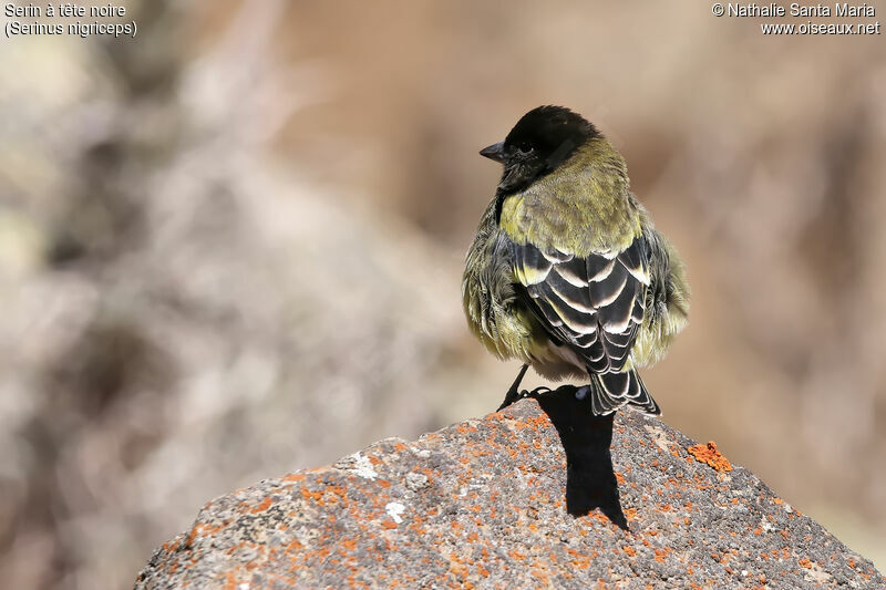 Ethiopian Siskinadult, identification