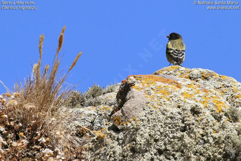 Serin à tête noireadulte, identification, habitat