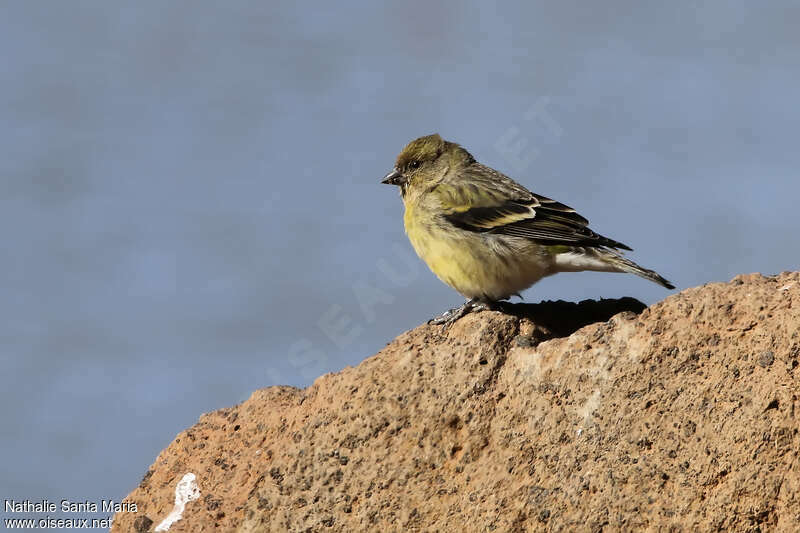 Ethiopian Siskin female adult, identification