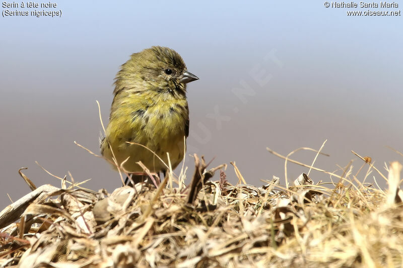 Ethiopian Siskin female adult, identification