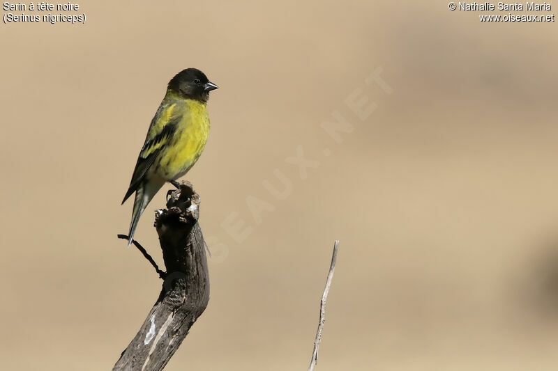 Serin à tête noire mâle adulte, identification