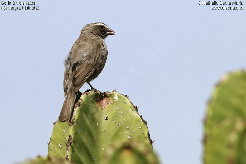 Brown-rumped Seedeateradult, identification, habitat