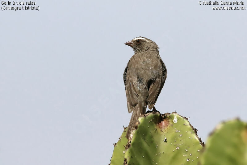 Brown-rumped Seedeateradult, identification, habitat