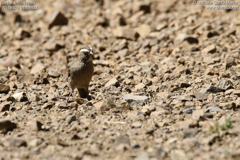 Serin à trois raiesadulte, identification, habitat