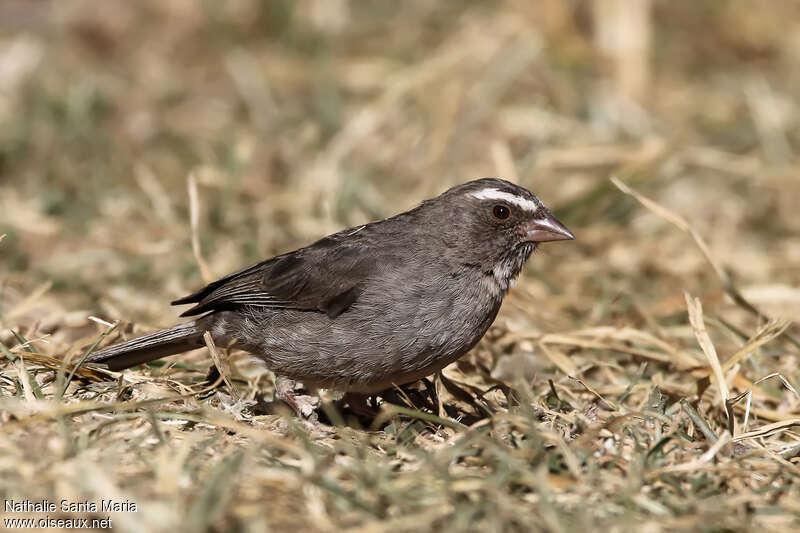 Brown-rumped Seedeateradult, identification