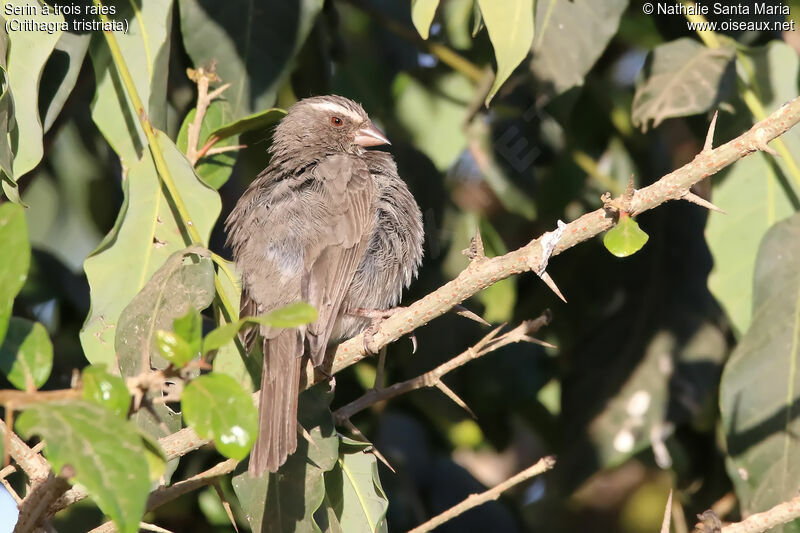 Serin à trois raiesadulte, identification, habitat