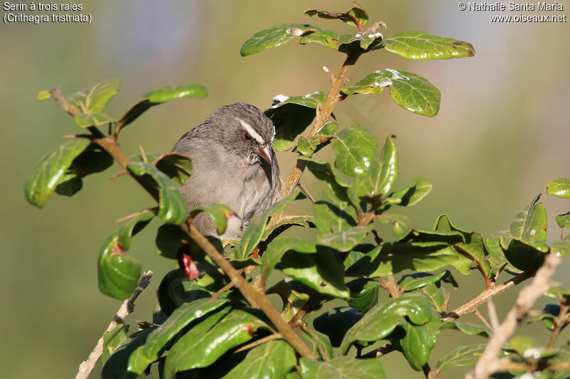 Brown-rumped Seedeateradult, identification, habitat