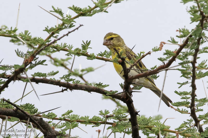 White-bellied Canary female adult, identification