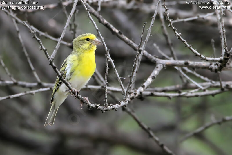 Serin à ventre blanc mâle adulte, identification, habitat