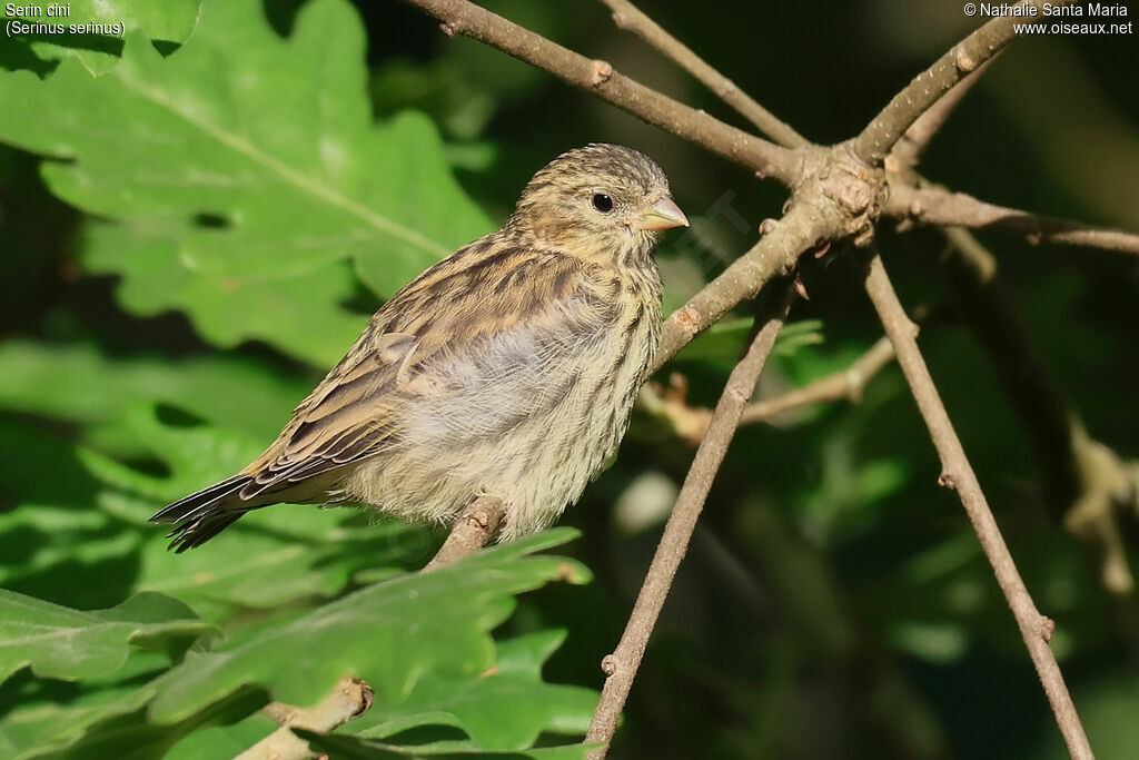 European Serin