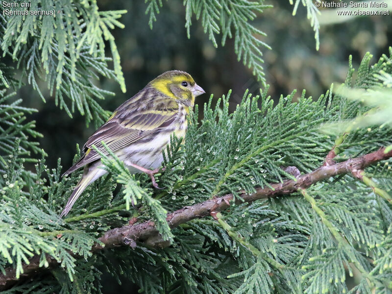 Serin cini mâle adulte, identification, habitat, Comportement