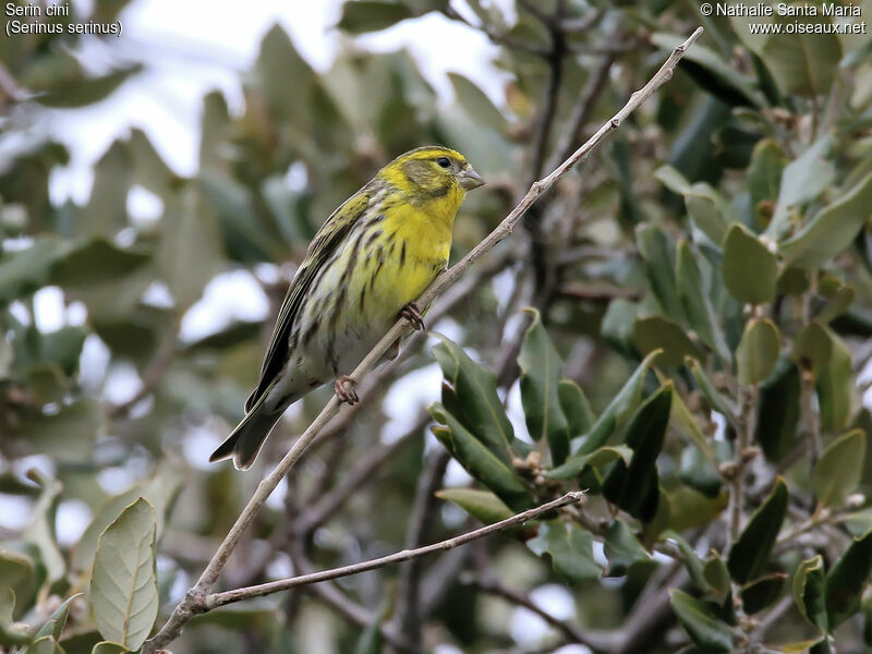 European Serin male adult, identification, habitat, Behaviour