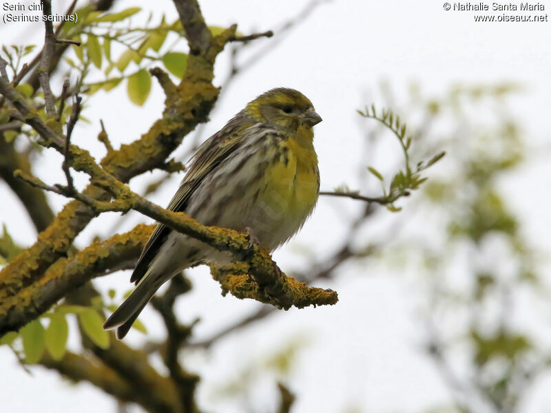 European Serin male adult, identification, habitat, Behaviour