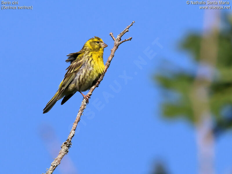 European Serin male adult, identification, habitat, Behaviour