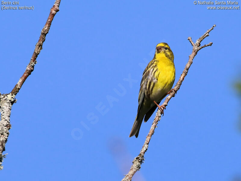 European Serin male adult, identification, habitat, Behaviour