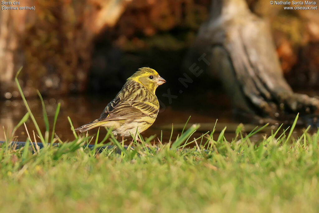 Serin cini mâle adulte nuptial, identification, boit