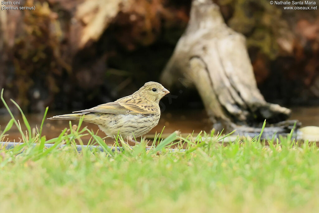 Serin cinijuvénile, identification