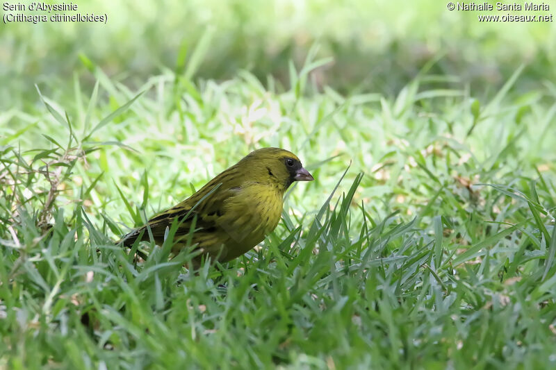 Serin d'Abyssinieadulte, identification, habitat