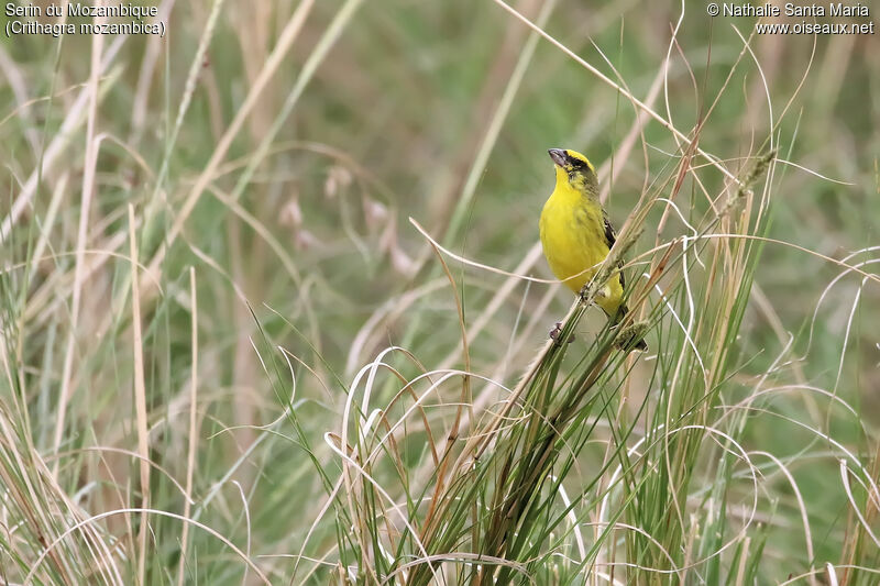 Serin du Mozambique mâle adulte, identification, habitat