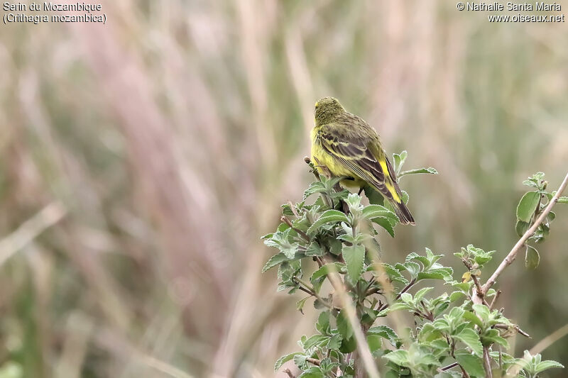 Yellow-fronted Canaryadult, habitat