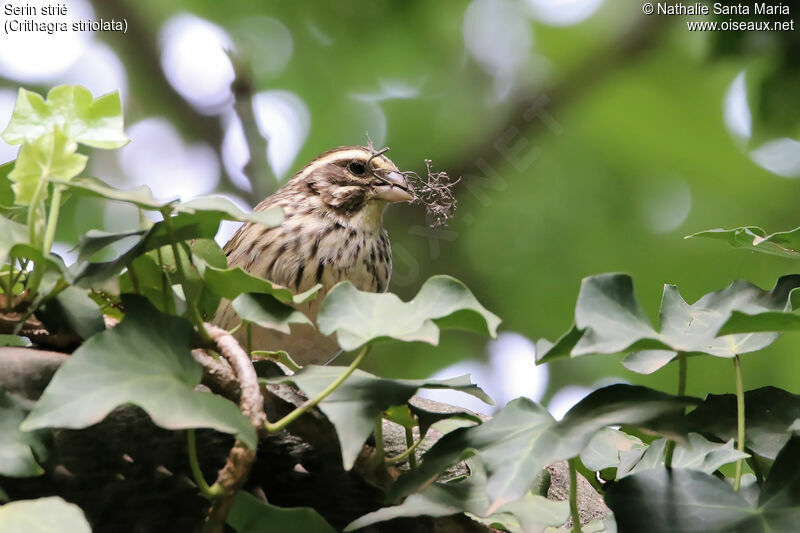 Streaky Seedeateradult, identification, habitat, Reproduction-nesting