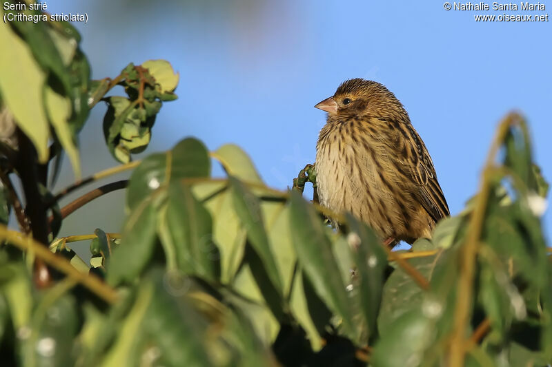 Streaky Seedeaterjuvenile, identification, habitat