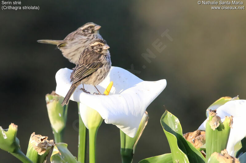 Serin striéadulte, identification