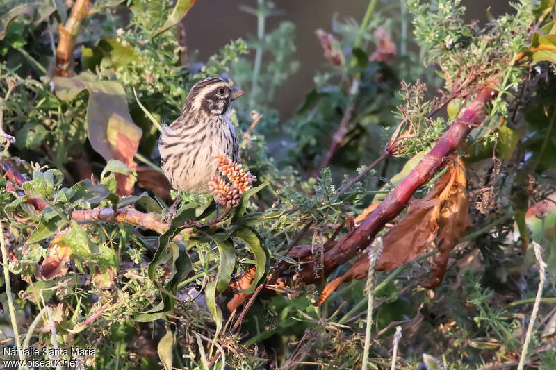 Serin striéadulte