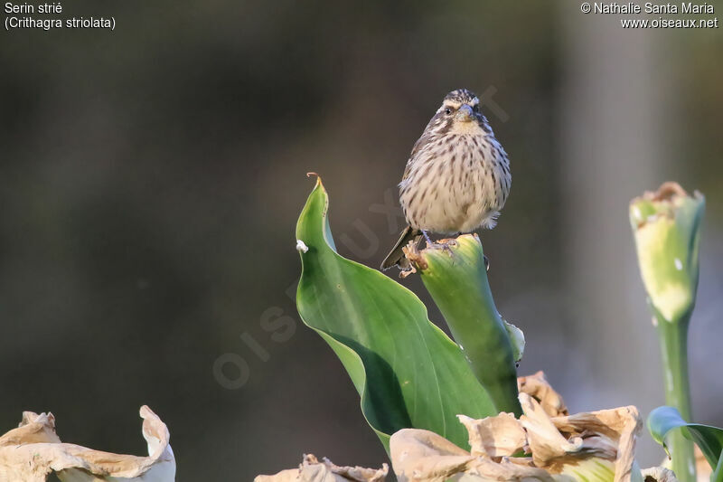 Serin striéadulte, identification, habitat