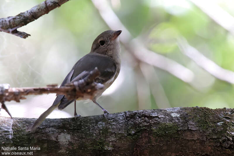 Siffleur doréimmature, portrait