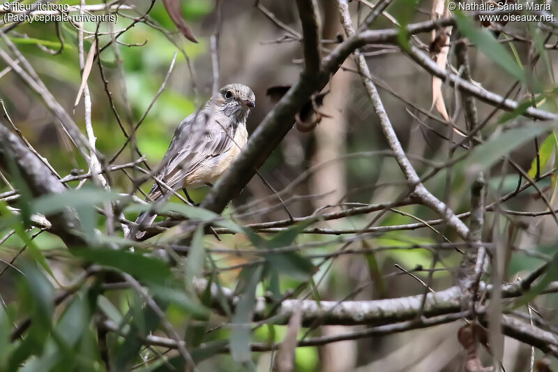 Rufous Whistler female adult, habitat