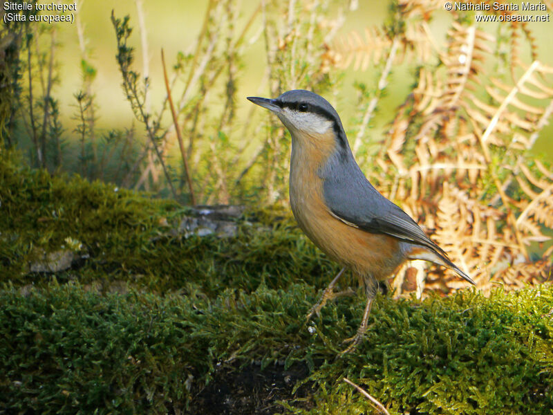 Eurasian Nuthatchadult, identification, aspect, walking, Behaviour