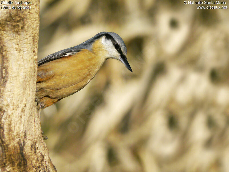 Sittelle torchepotadulte, identification, Comportement