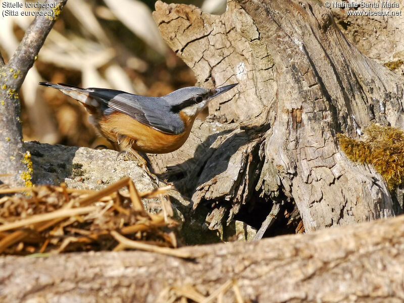 Sittelle torchepotadulte, identification, habitat, marche, Comportement