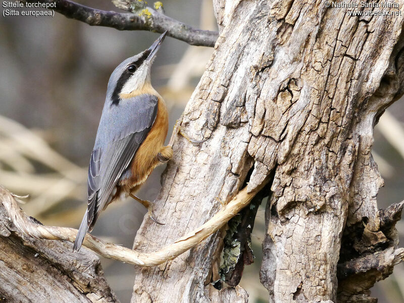 Sittelle torchepotadulte, identification, Comportement