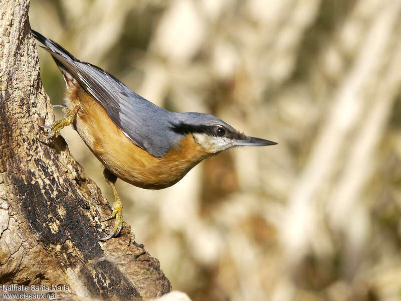 Eurasian Nuthatchadult breeding, identification