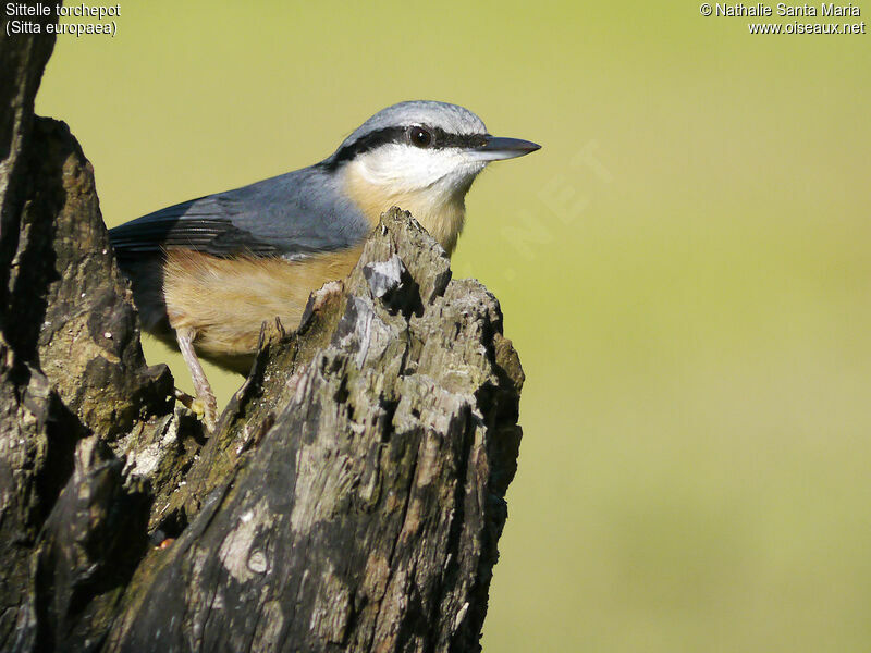 Sittelle torchepotadulte, identification, portrait, Comportement