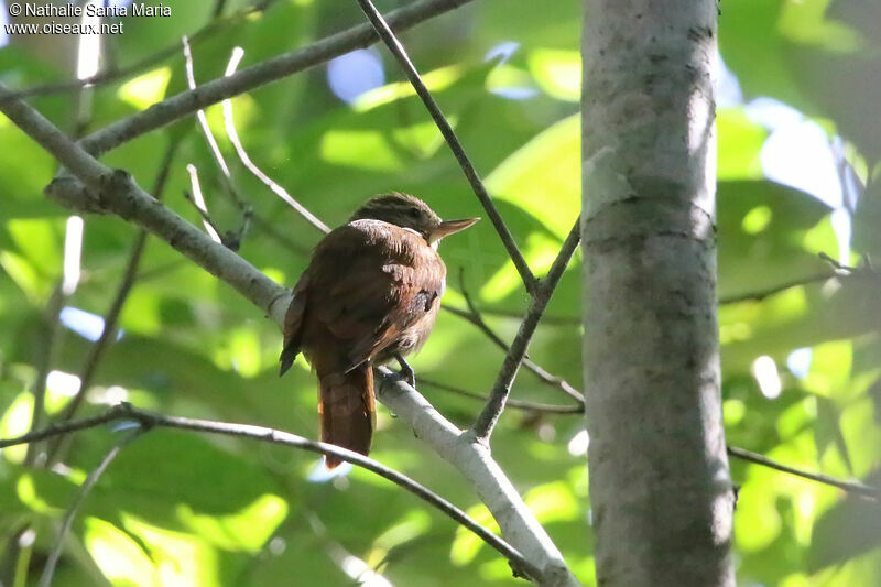 Sittine bruneadulte, identification