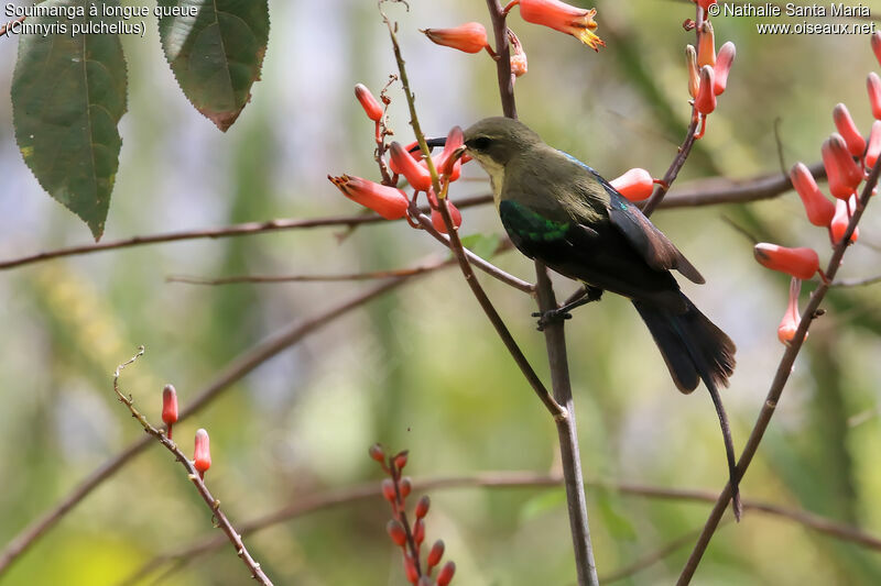 Beautiful Sunbirdadult, identification, habitat, feeding habits