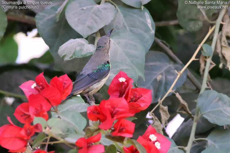 Beautiful Sunbirdadult post breeding, identification, habitat