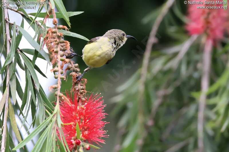 Variable Sunbird female adult