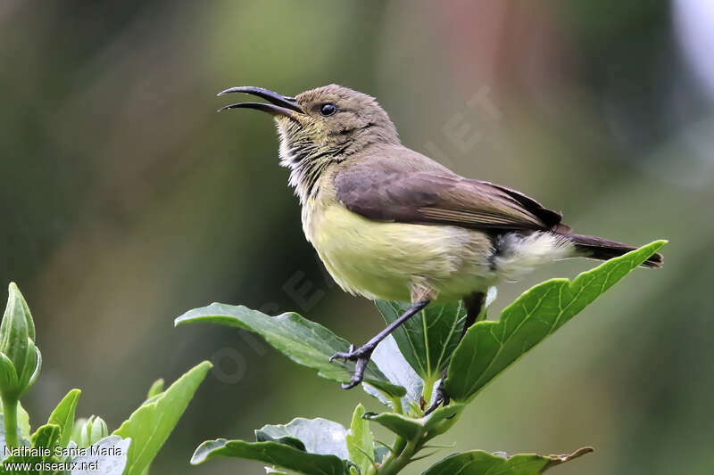 Souimanga à ventre jaune femelle adulte, identification