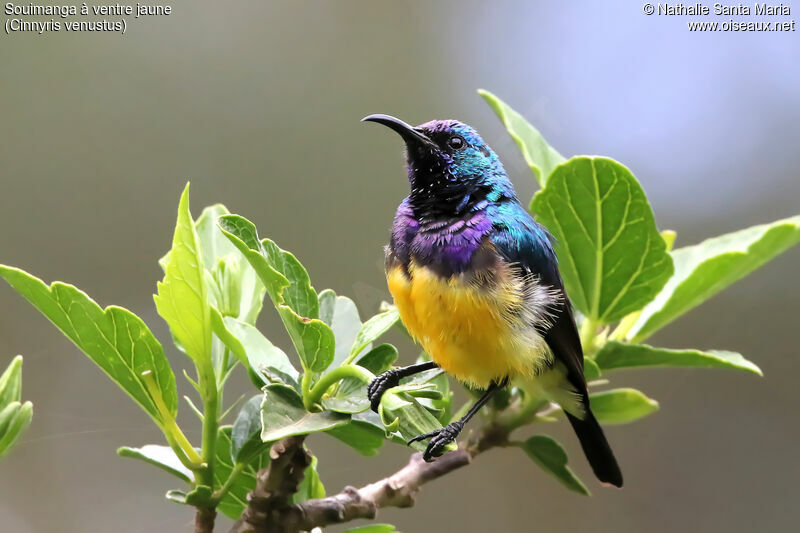 Variable Sunbird male adult, identification, close-up portrait