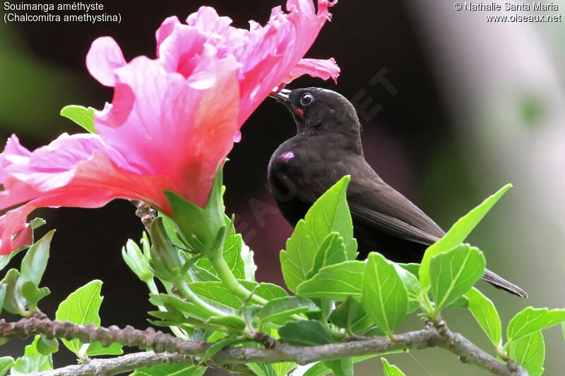 Souimanga améthyste mâle adulte, identification, habitat