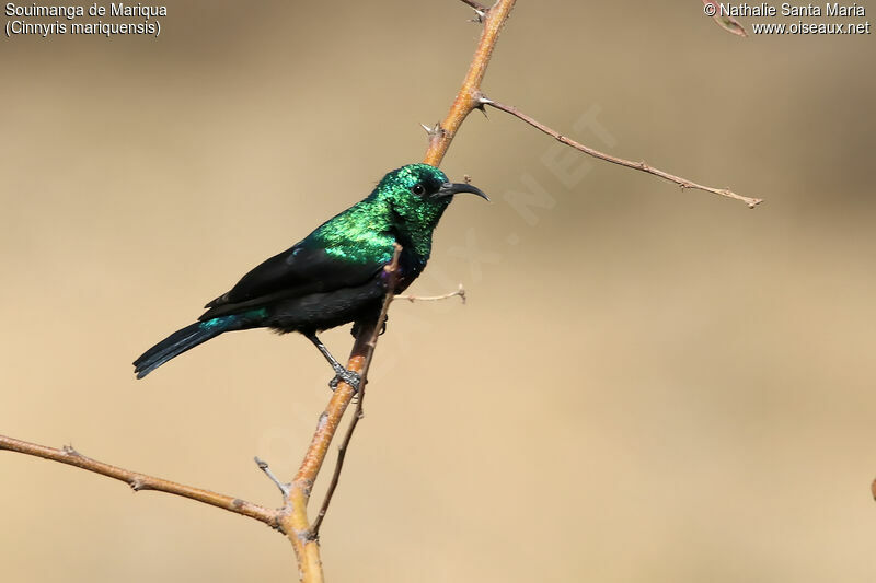 Marico Sunbird male adult breeding, identification