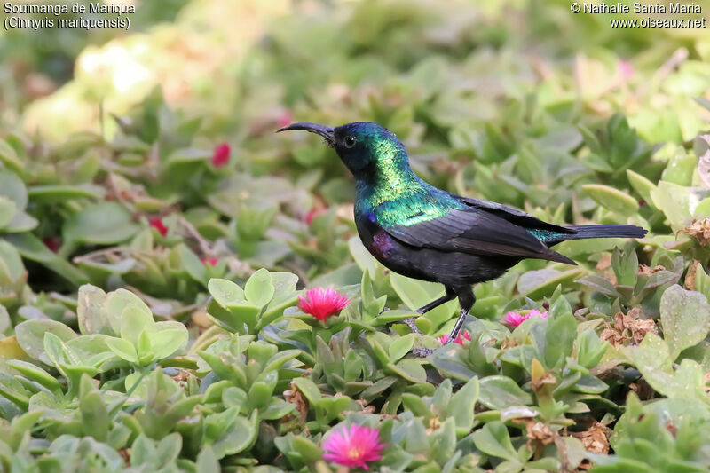 Marico Sunbird male adult breeding, identification, habitat