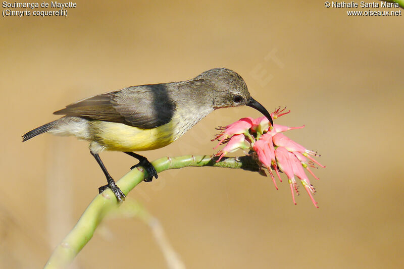 Souimanga de Mayotte femelle adulte, identification, régime, mange