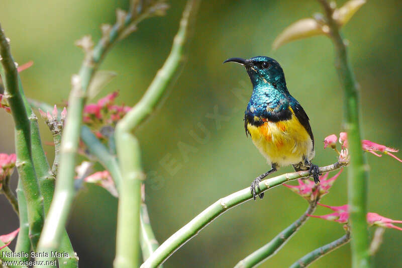 Mayotte Sunbird male adult, identification