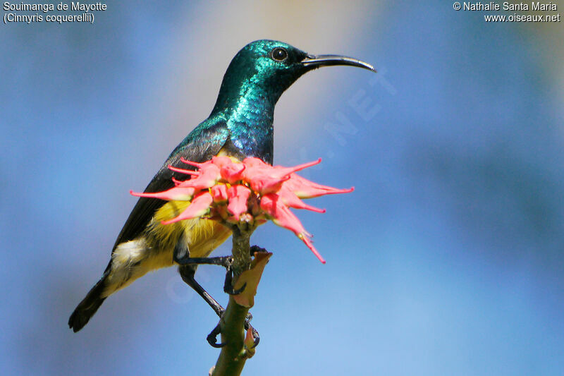 Mayotte Sunbird male adult, identification, habitat, Behaviour